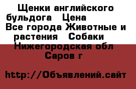 Щенки английского бульдога › Цена ­ 40 000 - Все города Животные и растения » Собаки   . Нижегородская обл.,Саров г.